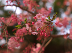 しだれ桜