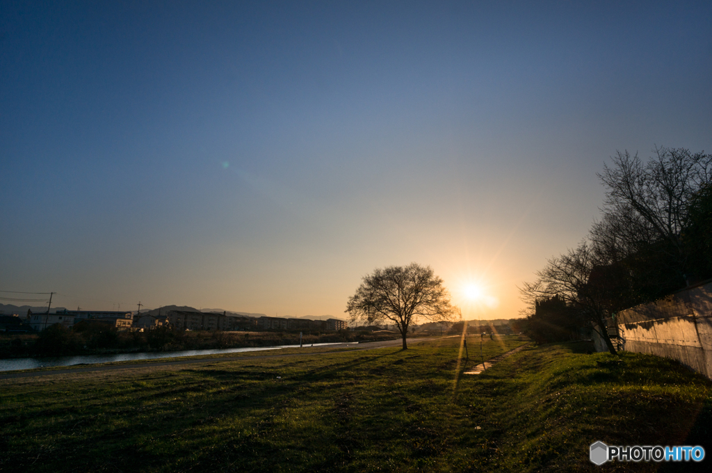 樹と夕日と<2>
