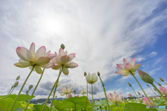 ハス遊び<6> ハス遊び<6>