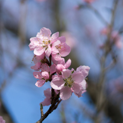 桜<3>