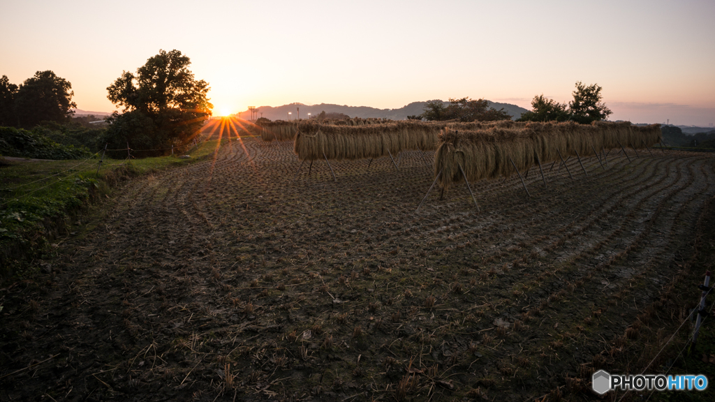 稲架掛けの風景<5>
