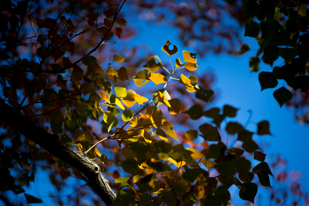 ナンキンハゼを追いかけて<4>