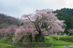 又兵衛桜<1>