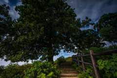 若草山の遊歩道<下から>