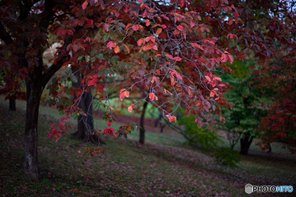 古室山古墳の紅葉<1>