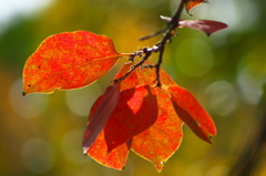 紅いの葉<その4>
