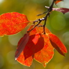 紅いの葉<その4>