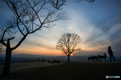 若草山夕景