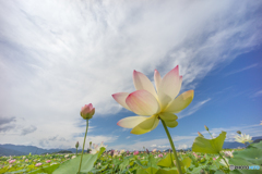 ハス遊び<5> ハス遊び<5>