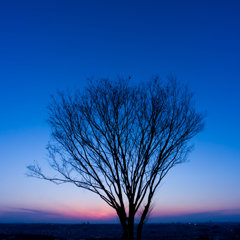 樹・・・夕暮れ