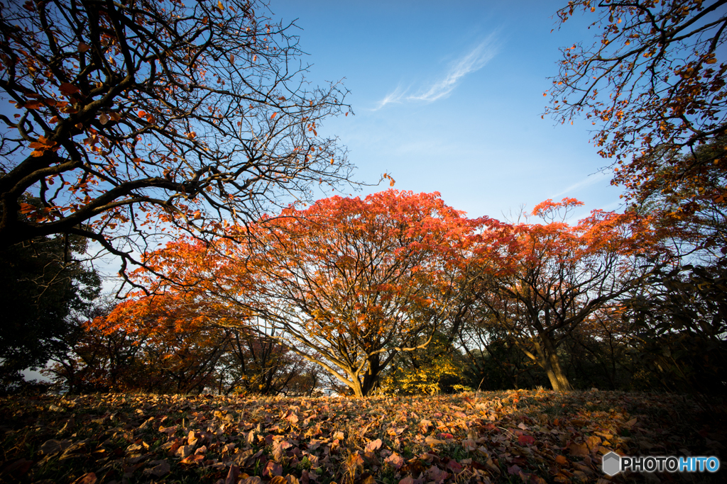 古室山古墳の紅葉<6>