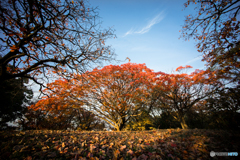 古室山古墳の紅葉<6>