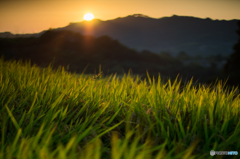 棚田夕景<5>