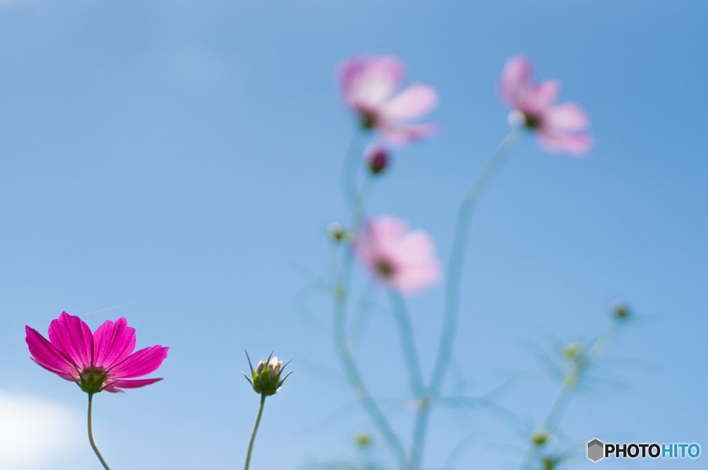 藤原宮跡の秋 午前の部<2>