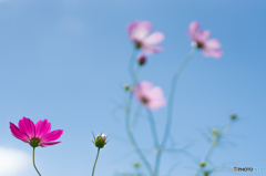 藤原宮跡の秋 午前の部<2>