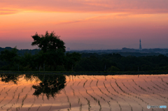 下赤坂棚田夕景<3>
