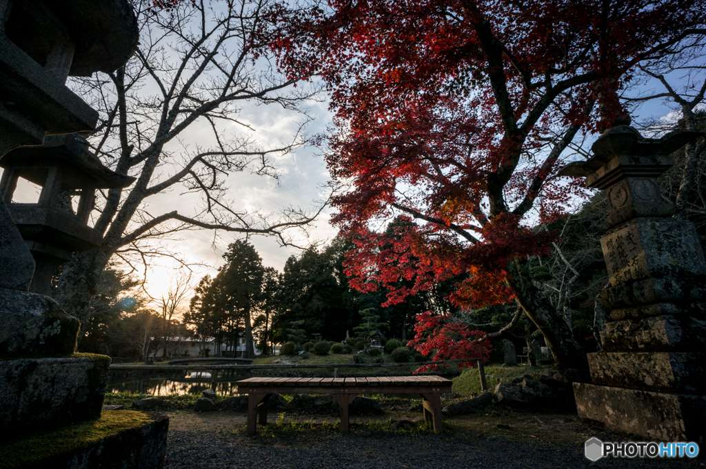 紅葉<紅>