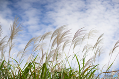 藤原宮跡の秋 午前の部<3>