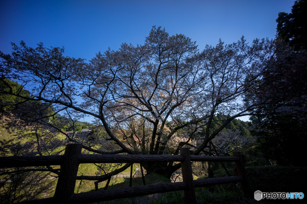 仏隆寺千年桜<4>