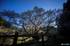 仏隆寺千年桜<4>