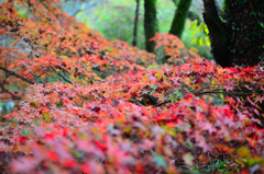 鬼ヶ岳ダムの紅葉１