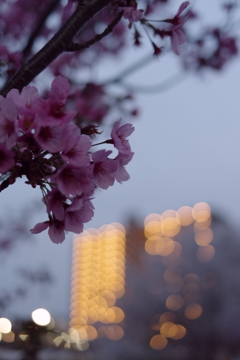 桜