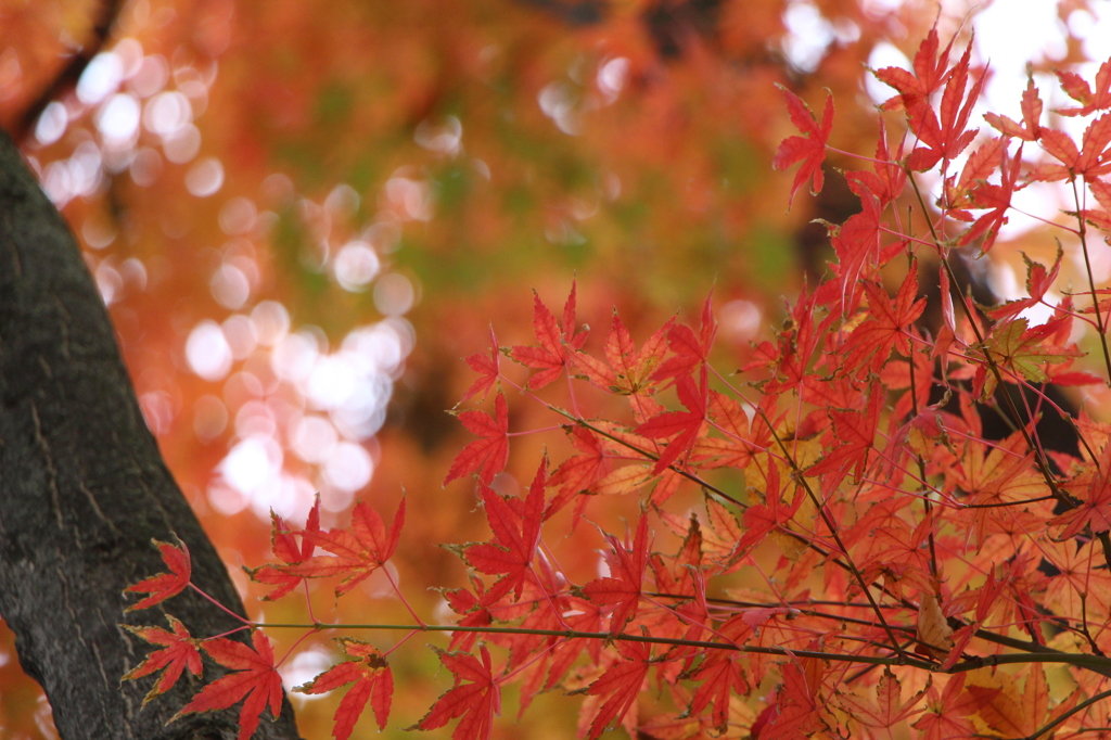 近所の紅葉が……