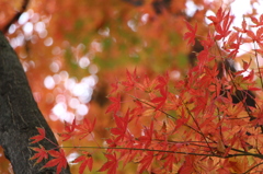 近所の紅葉が……