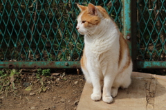 お猫様じゃ～！