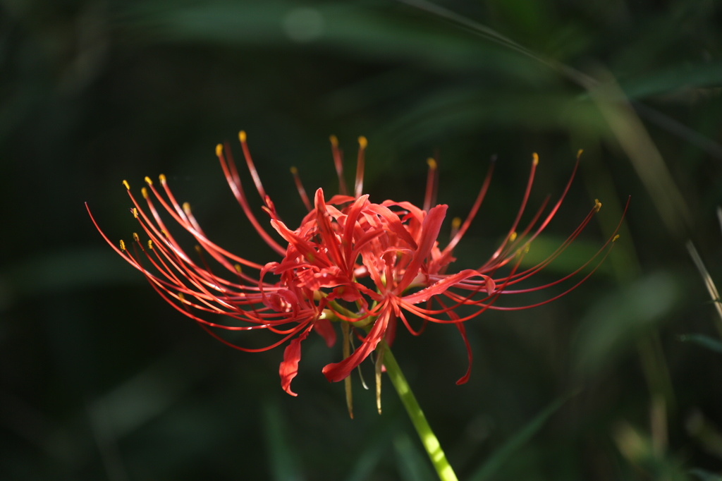 秋の野花　彼岸花