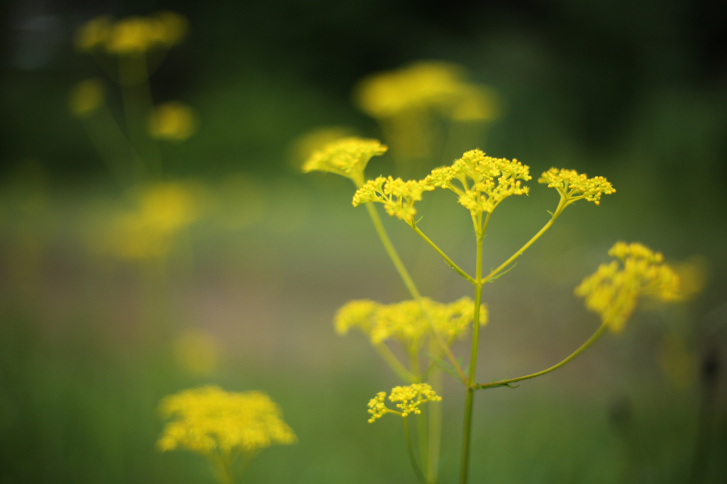 高原の花３