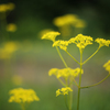 高原の花３