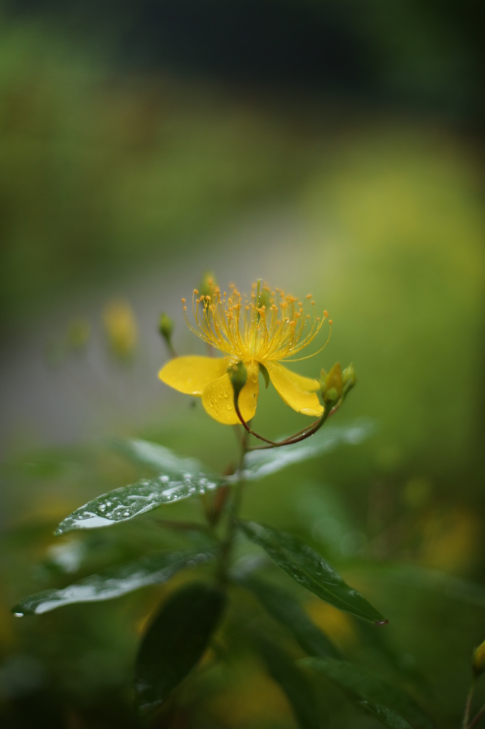 ビヨウヤナギ２