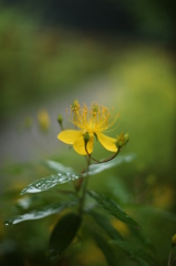 ビヨウヤナギ２