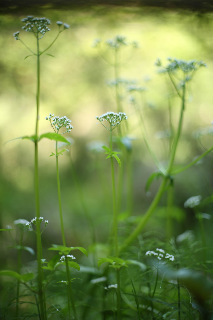 4-5月の野花２