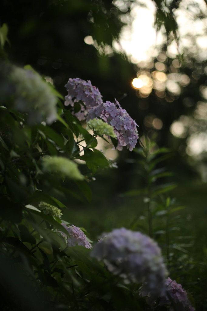 紫陽花風景２