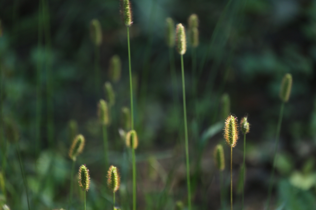 秋の野花　エノコログサ