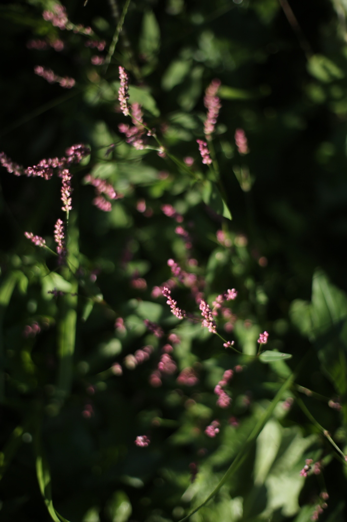 秋の野花　タデ２