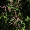 秋の野花　タデ２