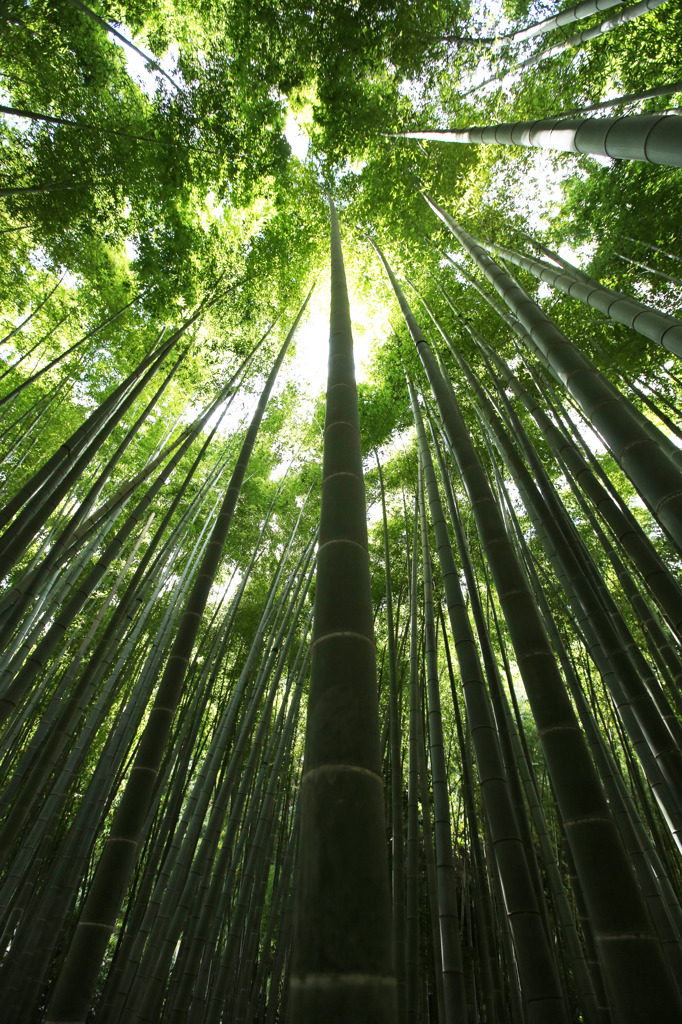 竹林１