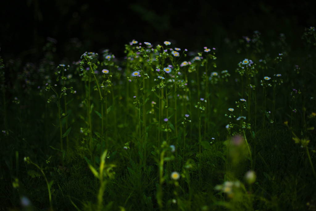 春の野花２