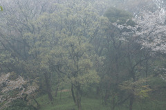 雨の森３