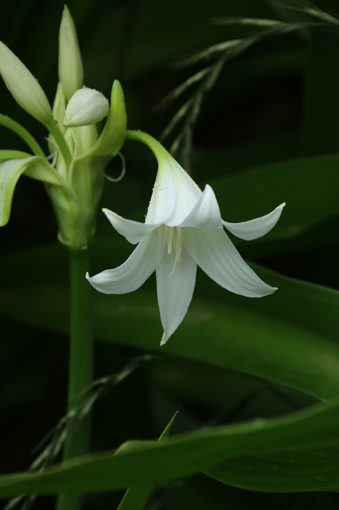 雨の日の花々２