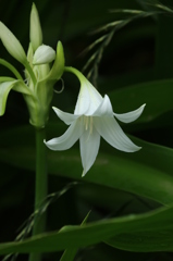 雨の日の花々２