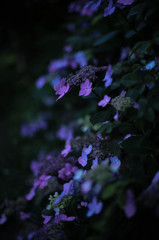 紫の紫陽花１