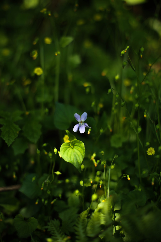 春の野花１