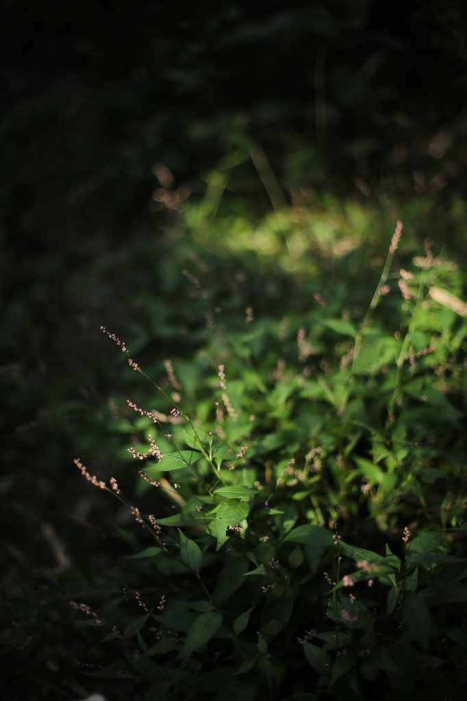 秋の野花　タデ３