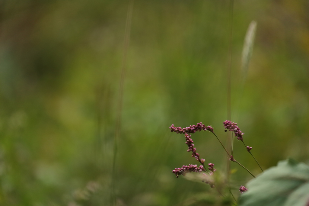 秋の野花　タデ１