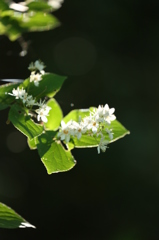 山の花木３