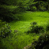 湿地の緑２